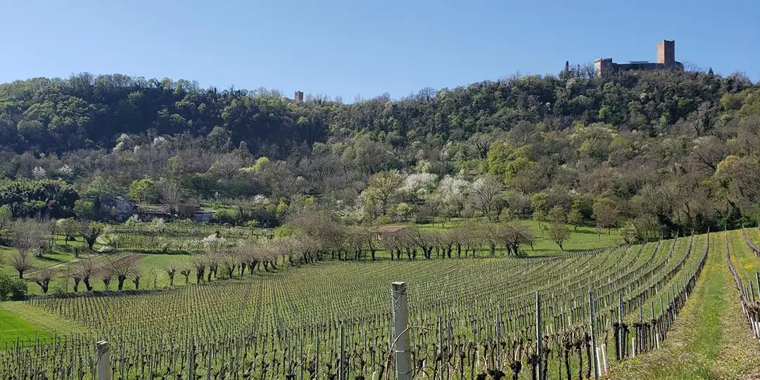 Carbonara – Agenzia immobiliare a Vicenza e provincia | Keyspace